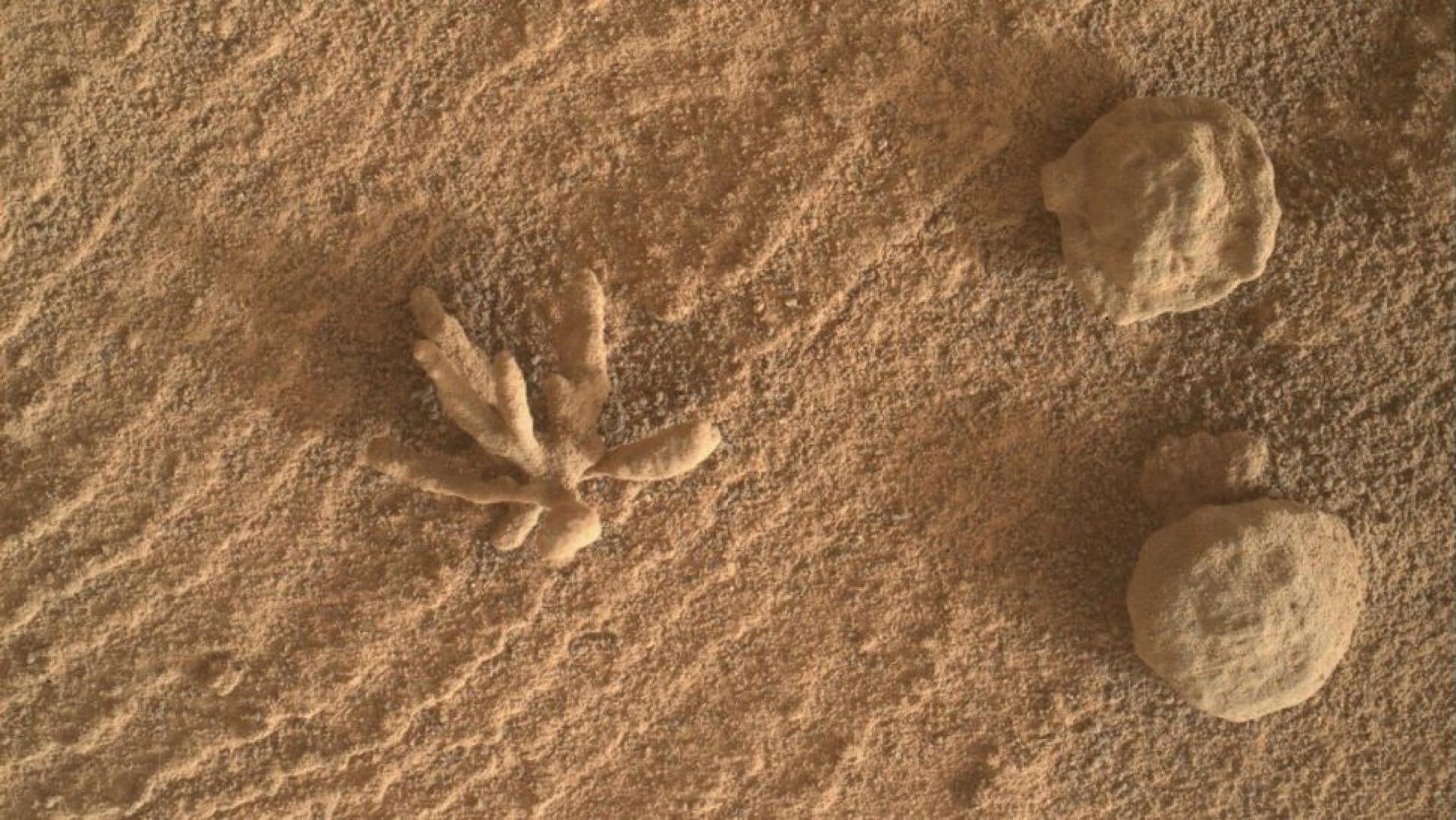 Curiosity Rover Spots a ‘Mineral Flower’ On Mars – Review Geek